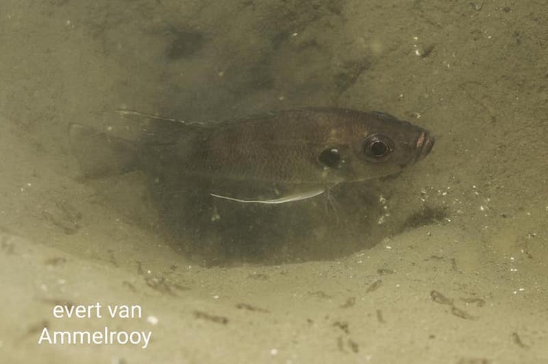 Greenwoodochromis bellcrossi 'Chituta Bay'